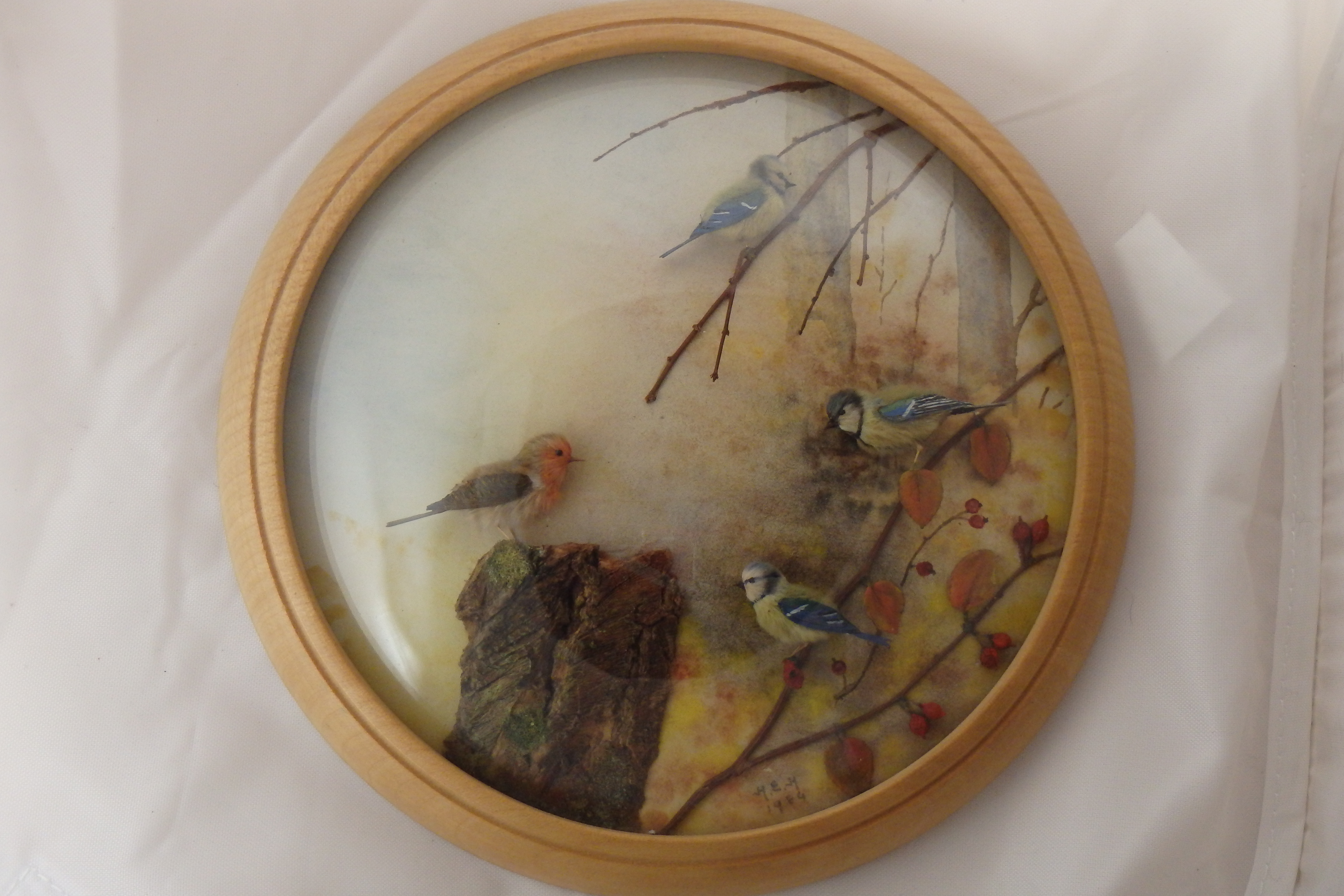Robin Bluetits and Great Tit (7-inch)